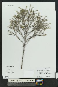 Cryptantha fendleri image