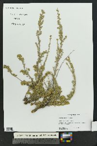 Artemisia frigida image