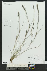 Lycurus setosus image