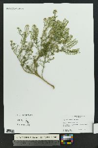 Lepidium thurberi image