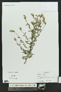 Dalea albiflora image