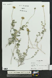 Encelia virginensis image