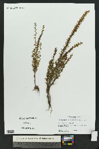 Veronica peregrina subsp. xalapensis image