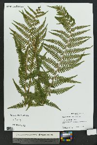 Dryopteris filix-mas image