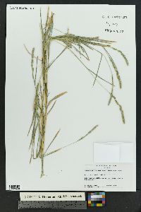 Muhlenbergia racemosa image