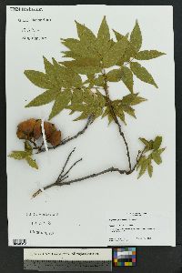 Ungnadia speciosa image