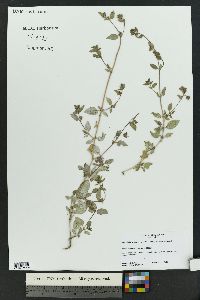 Allionia incarnata var. villosa image