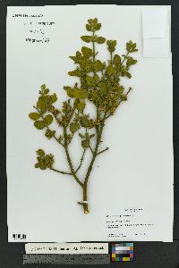 Phoradendron leucarpum subsp. tomentosum image