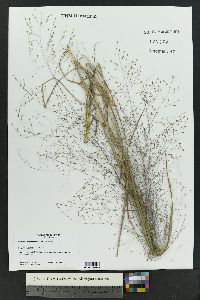 Eragrostis trichodes image