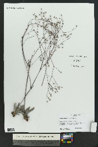 Eriogonum havardii image