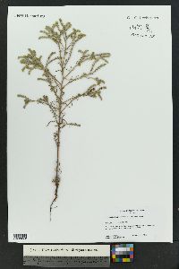 Cryptantha fendleri image