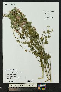 Sphaeralcea fendleri image