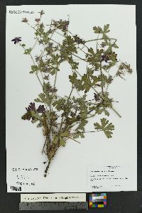 Geranium caespitosum image