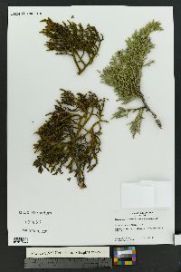 Phoradendron juniperinum image