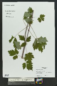 Acer glabrum image