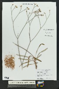 Eriogonum lonchophyllum image