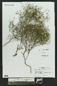 Stephanomeria pauciflora image