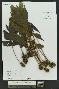 Rudbeckia laciniata var. ampla image