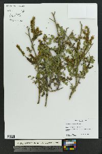Phacelia alba image