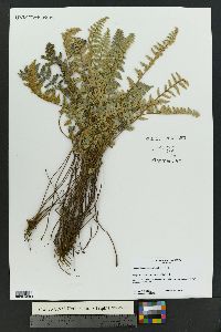 Myriopteris tomentosa image