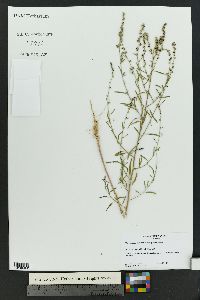 Chenopodium cycloides image