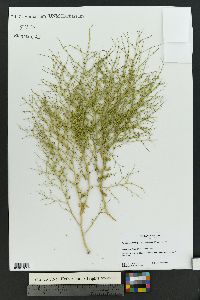 Cycloloma atriplicifolium image