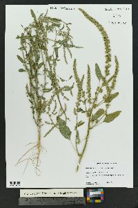 Amaranthus arenicola image