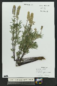 Lupinus floribundus image