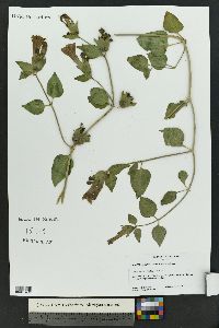 Mirabilis multiflora image