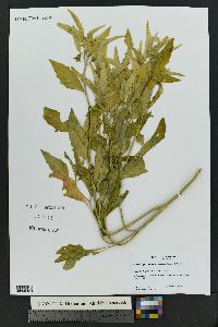 Physalis longifolia image