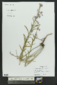 Hesperidanthus linearifolius image