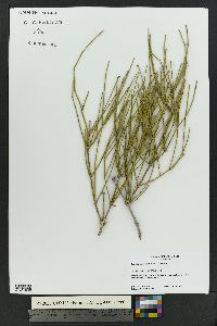 Ephedra torreyana image