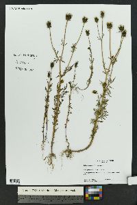 Bidens tenuisecta image