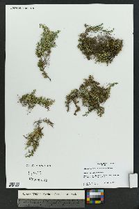 Selaginella peruviana image