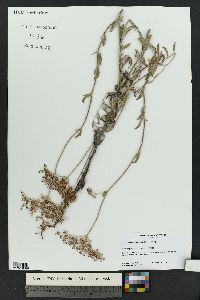 Eriogonum annuum image