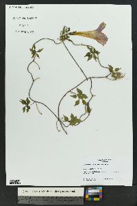 Ipomoea lindheimeri image