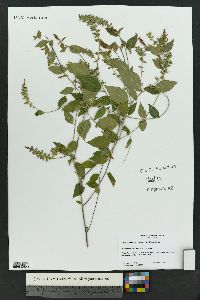 Acalypha phleoides image