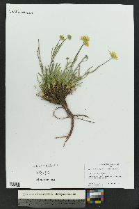 Tetraneuris ivesiana image