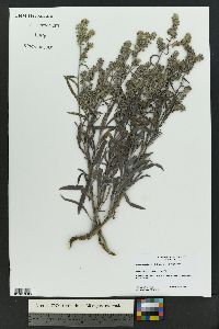 Oreocarya cinerea image