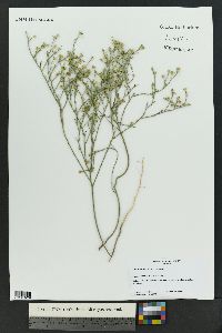 Linum australe image