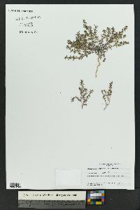 Euphorbia serpillifolia image