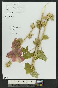 Alcea rosea image