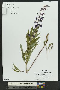 Chamaenerion angustifolium subsp. circumvagum image