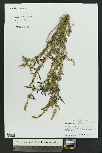 Ambrosia acanthicarpa image