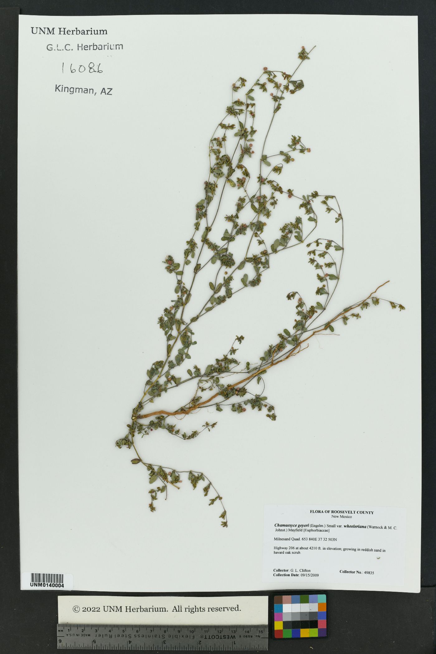 Euphorbia geyeri var. wheeleriana image