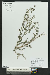 Euphorbia geyeri var. wheeleriana image