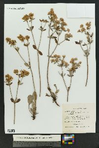 Eriogonum jamesii var. undulatum image