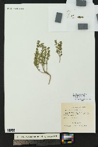 Scutellaria drummondii image