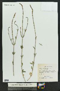 Verbena neomexicana var. xylopoda image