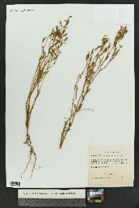 Zeltnera calycosa image